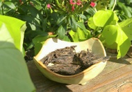 200x "A" from Liquid Proust Teas