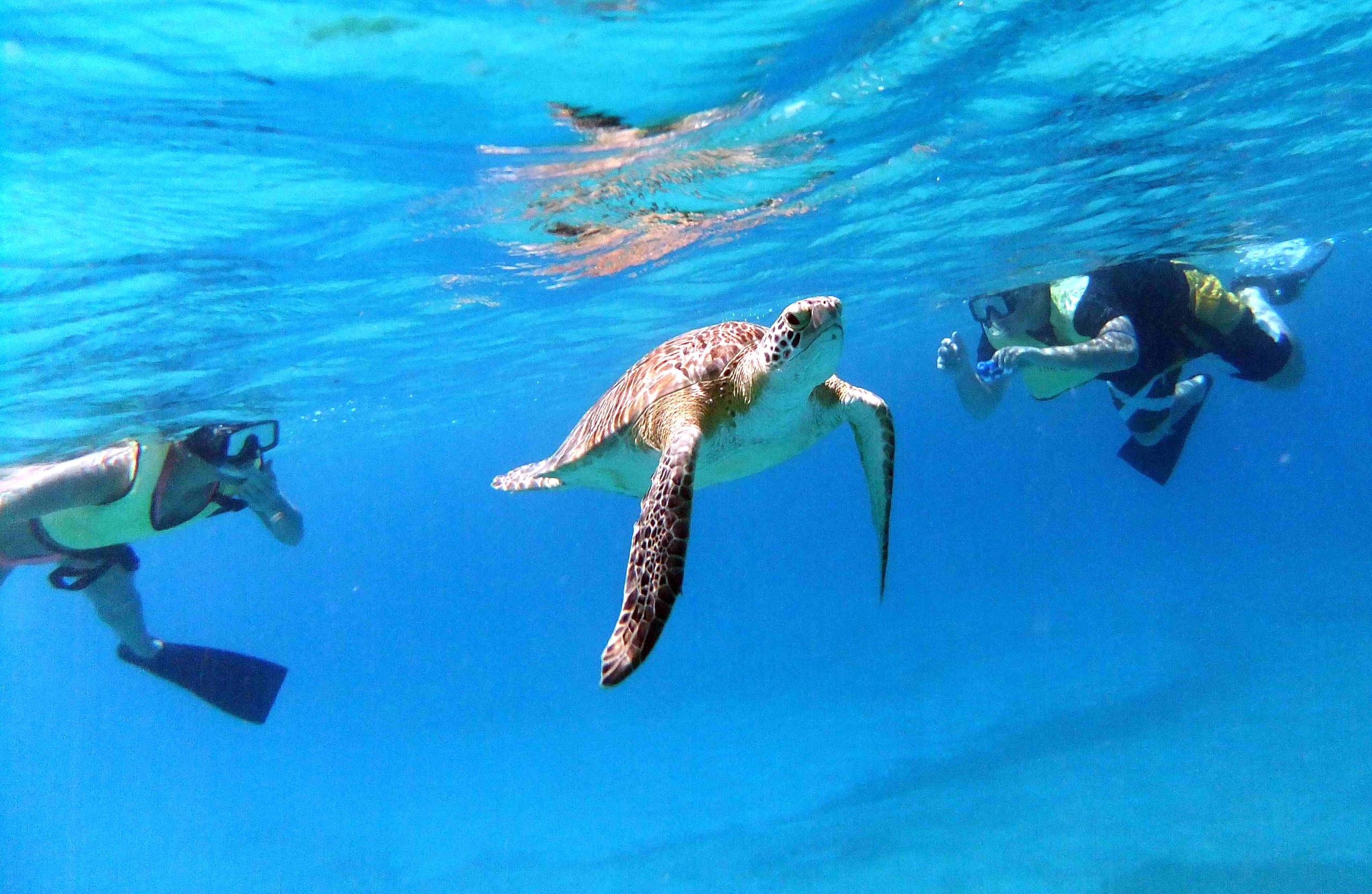 Turtle Cove Catamaran Snorkel & Sail Adventure at Little Buck Island St. Thomas photo 5
