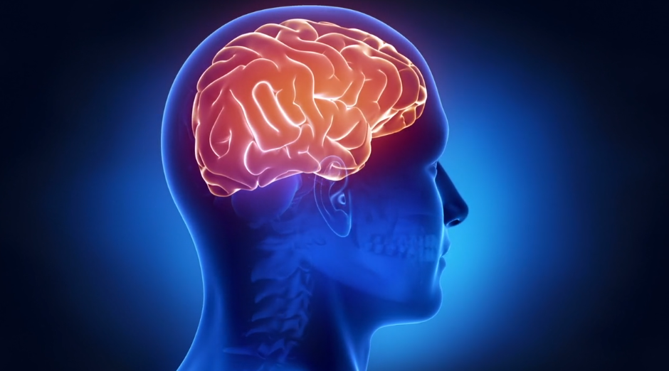 how is the brain related to human behavior