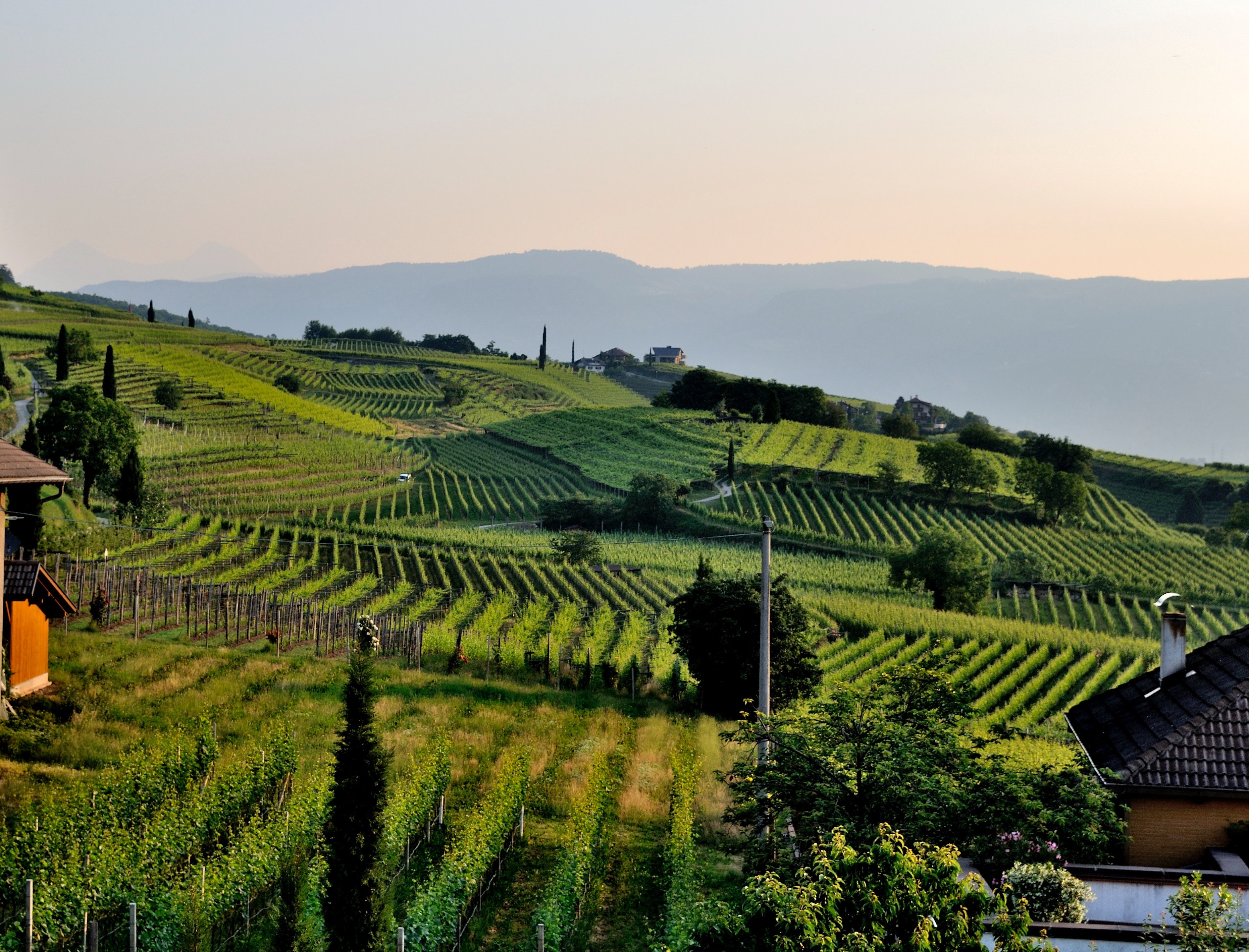 Vineyard Leaves - Salisbury Creative Group