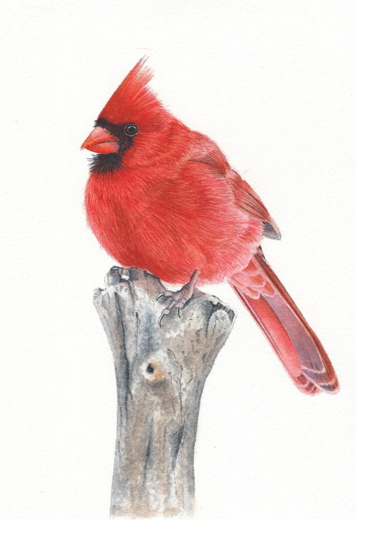 How To Draw A Red Cardinal Step By Step picloaf