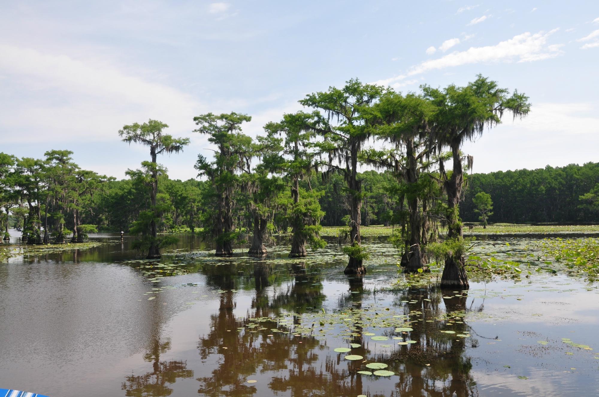 Pontoon Boat Tour photo 2