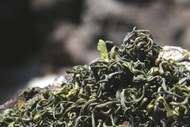 Immortal Springs Laoshan White from Verdant Tea
