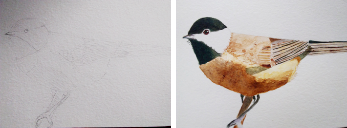 Sandra Chickadee