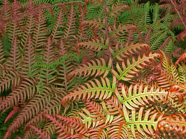 Woodwardia unigemmata - Fougère à une gemme HHQGSYT8W95g6zxD0tUg+Woodwardia_radicans