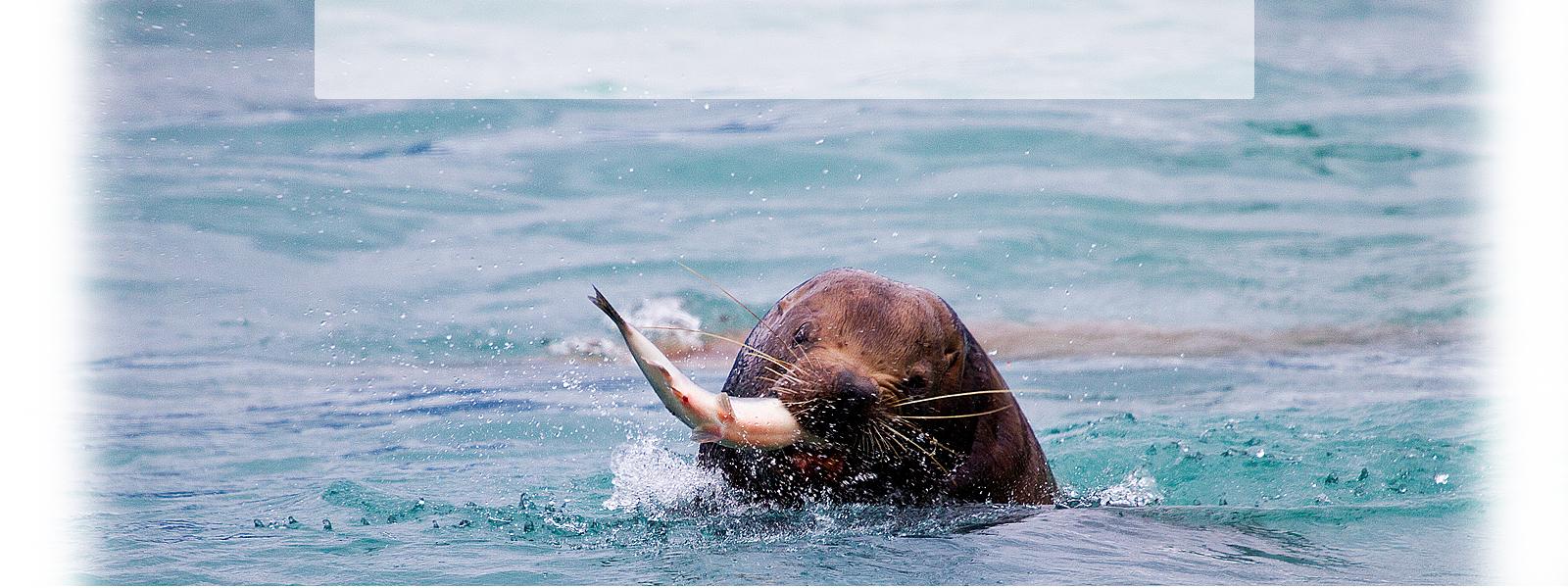 Glacier & Wildlife Boat Charters in Prince William Sound - Anchorage