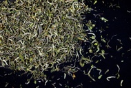 Darjeeling First Flush from T2