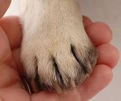 Pet Psychic- Readings & Pet blessings photo 2