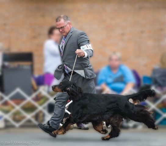 gordon setter puppies for sale 2019