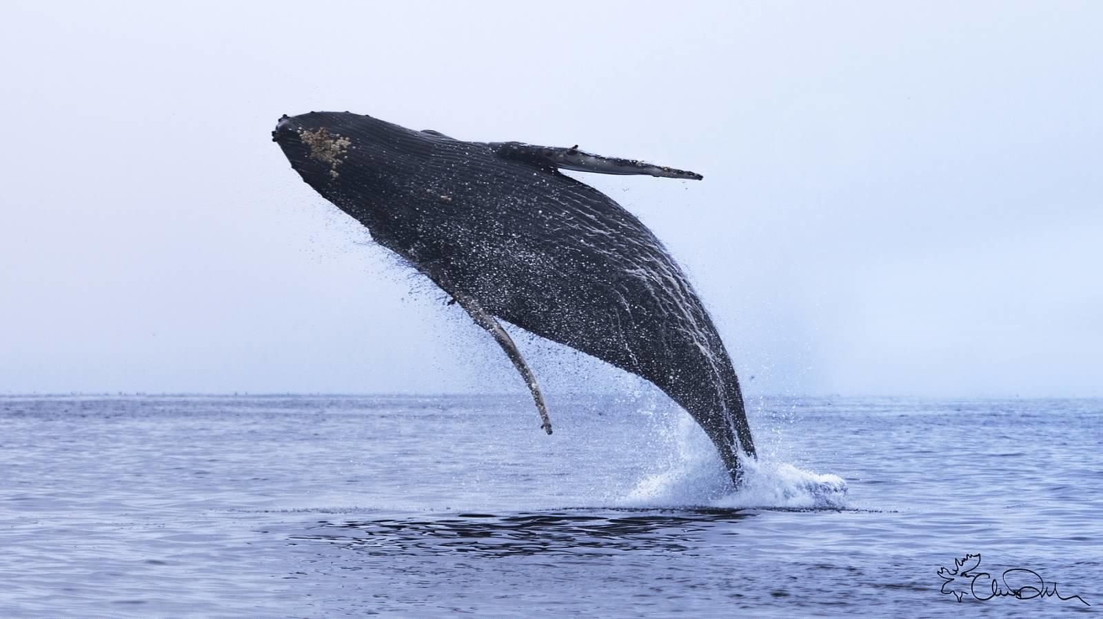 Embark on an unforgettable whale-watching adventure with Sanctuary Monterey Bay Whale Watch, based in Moss Landing, California. This 2-3 hour tour offers a rare chance to witness majestic marine giants in their natural habitat, making it a must-do experience for nature lovers and outdoor enthusiasts alike. As you cruise through the calm waters of Monterey Bay, you'll have the opportunity to spot humpback whales, orcas, grey whales, and playful dolphins, all while enjoying expert narration from knowledgeable guides. Each trip is beautifully timed to maximize your chances of seeing these incredible mammals, with seasonal variations bringing different species into view. The boat's comfortable layout, combined with the stunning coastal scenery, creates the perfect setting for photography, wildlife observation, and simply immersing yourself in the thrill of the ocean. Whether you're seeking a family adventure or a solo getaway, this tour promises memorable moments and a deeper appreciation for marine conservation efforts focused on protecting these magnificent creatures. Don't forget your camera, warm layers, and sense of curiosity!

Experience the excitement of whale watching with Sanctuary Cruises, a trusted name in eco-friendly tours that prioritize sustainable practices. Book your tour today and explore the rich marine life of California’s Monterey Bay in an intimate, private setting that guarantees a personalized adventure, every time. - Monterey, California