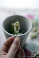 Shepherd's Tea from Mountain Taygetus and Parnonas from TheSpartanTable
