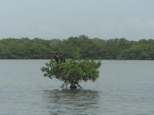 Guided Eco Tour - Big Hickory Island photo 1