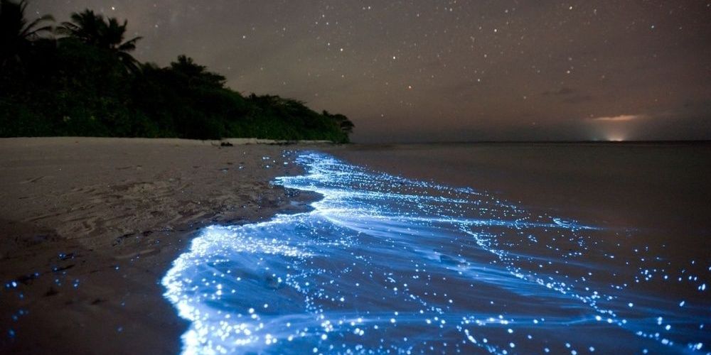 clear kayak bioluminescent tour vieques