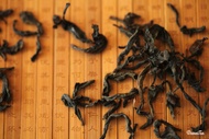 Gold Phoenix - Oolong Tea from DuvalTea