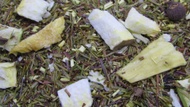 Pumpkin Juice Green Rooibos from 52teas