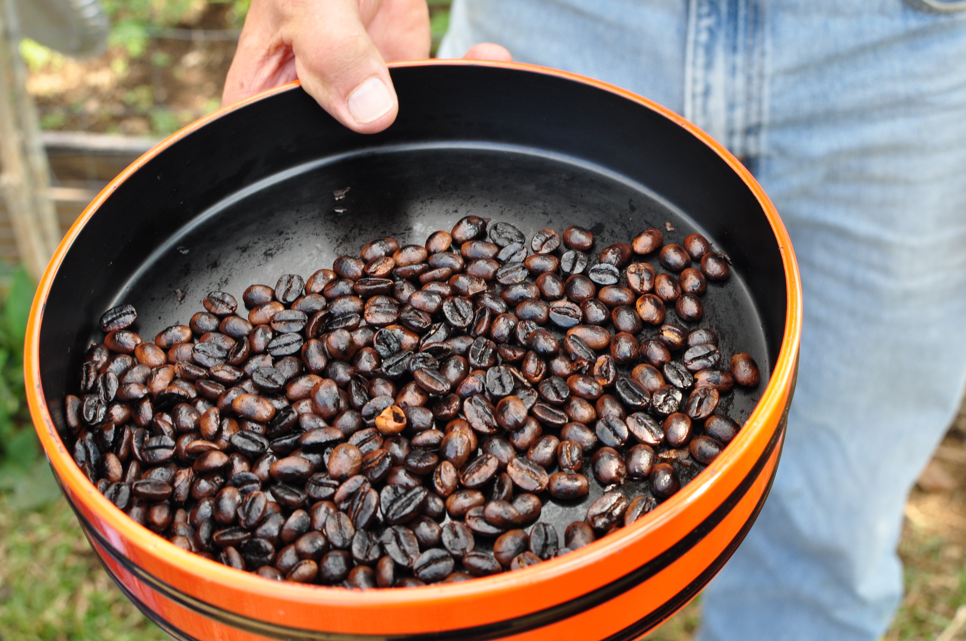 Как вырастить кофейные зерна. Kona Coffee Living History Farm. Kona Coffee Гавайи. Ферма кофе. Кофе выращивают на Гавайях.