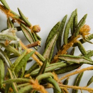 Labrador Tea Grade 1 from Camellia Sinensis