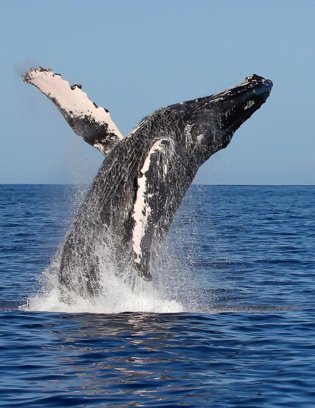 Whale Watch
