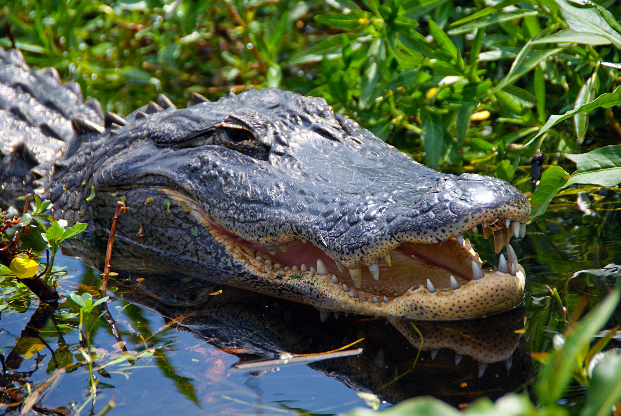 1 Hour Airboat Ride & Baby Gator Encounter photo 2