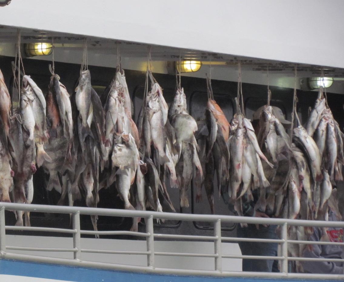 Deep Sea Fishing with Williams Party Boats in Galveston - Houston