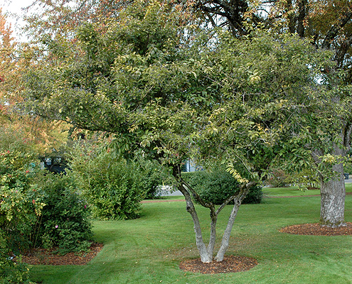 Symplocos paniculata Ivwc58erRuRM6Qtl3UUv+Symplocos_paniculata__Landscape_Plants__Oregon_State_University