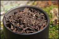 OLD VERSION (cocoa powder and cardamom) - Art of Darkness from Whispering Pines Tea Company