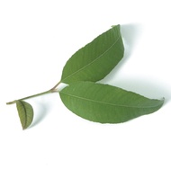 Organic Lemon Myrtle from Strand Tea Company