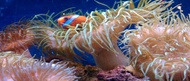 Sea Anemone from Adagio Custom Blends, Kallie The Great