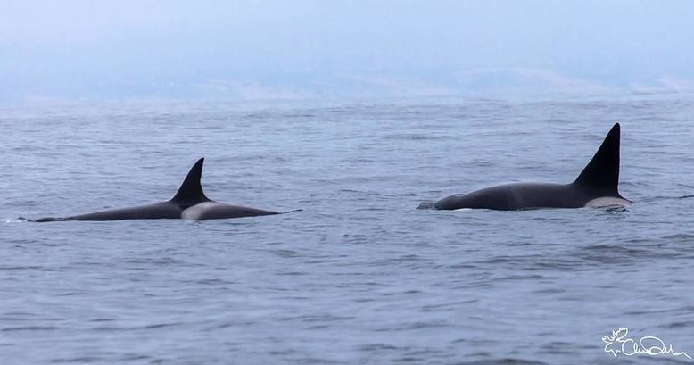 Water-Activities & Sanctuary Cruises - Unique Charter Experience - City of the location