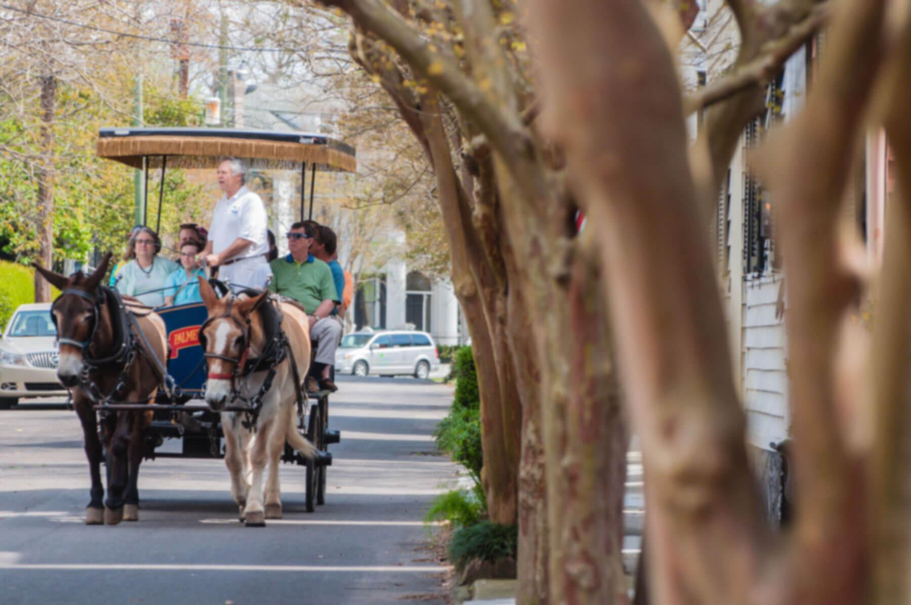 Private Charleston Carriage Tour photo 1