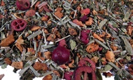 Cranberry Acai from Fusion Teas