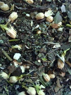Harlem Muse from Viridian Tea Company