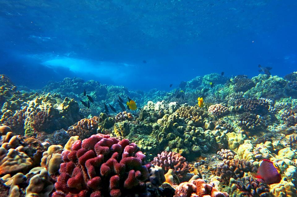 Molokini Snorkel & Sail photo