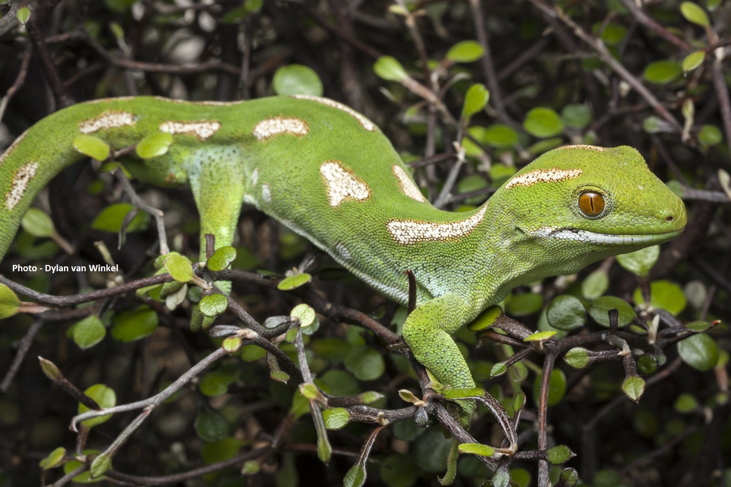 Northland Green Gecko reintroduction fundraising appeal | Guardians of