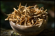 Foxtails Autumn 2016 from Whispering Pines Tea Company