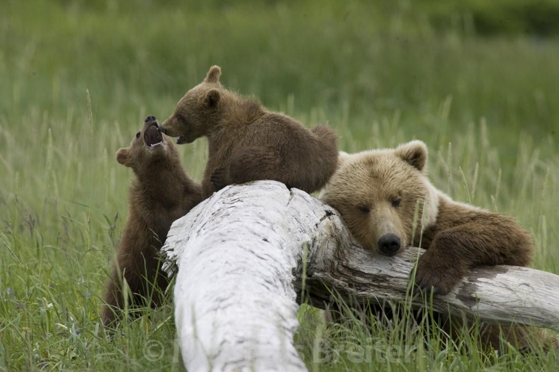 Volcano/Bears photo 1