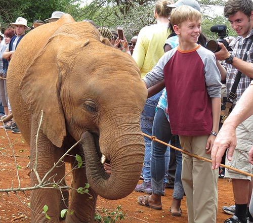 orphan baby elephant