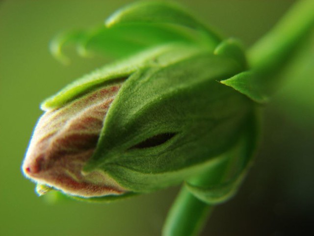 Cannabis female plant blossoming 