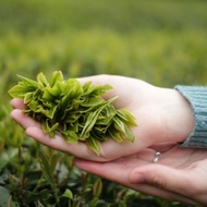 2014 Handmade Shincha from Kyoto Obubu Tea Farms