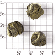 Guangdong Province Jasmine Pearls ZJ85 from Upton Tea Imports