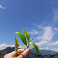 XiGui Ancient Tea Tree PuErh from TanLong Tea
