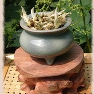 Wild Forest Buds - Fresh Puerh from In Nature