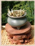 Wild Forest Buds - Fresh Puerh from In Nature