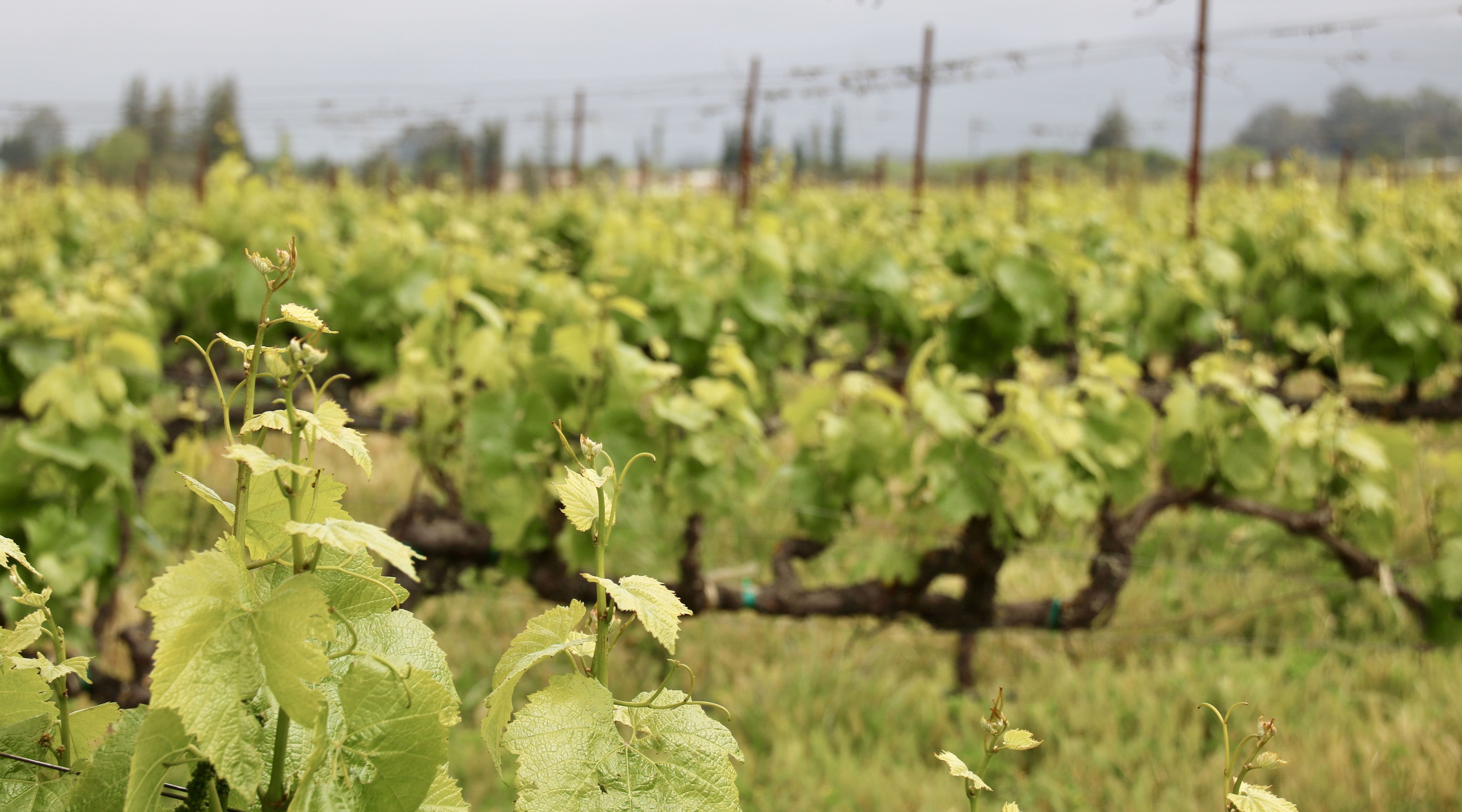 Napa Valley Wine Tour From San Francisco in San Francisco Book Tours