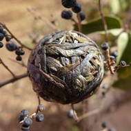 2017 Guangbie Laozhai Long Zhu Raw Puerh Tea from Chawangshop