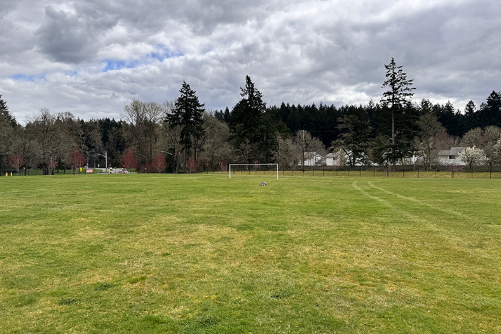 Athletic Field Grass
