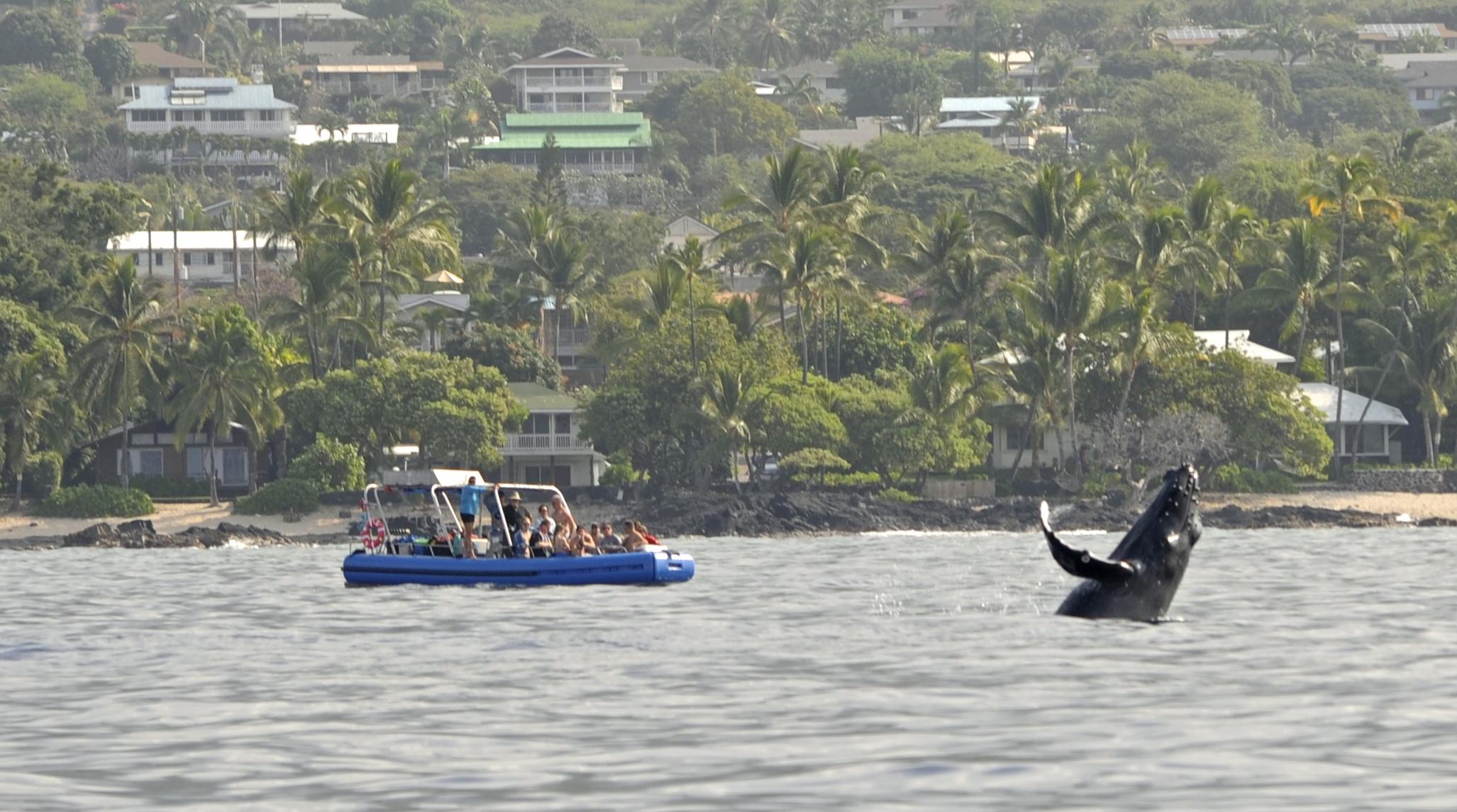 Whale and Dolphin Watch photo 3