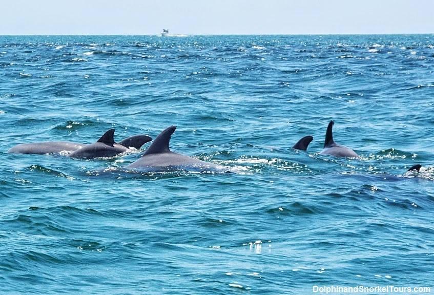 3 Hour Shell Island Dolphin and Snorkeling Tour in Panama City Beach photo 1
