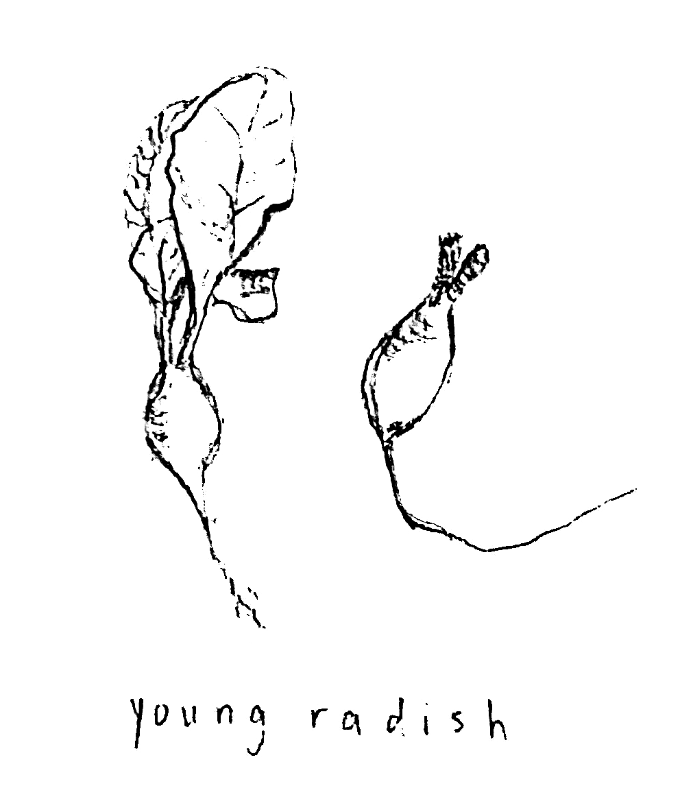 Young Radish logo