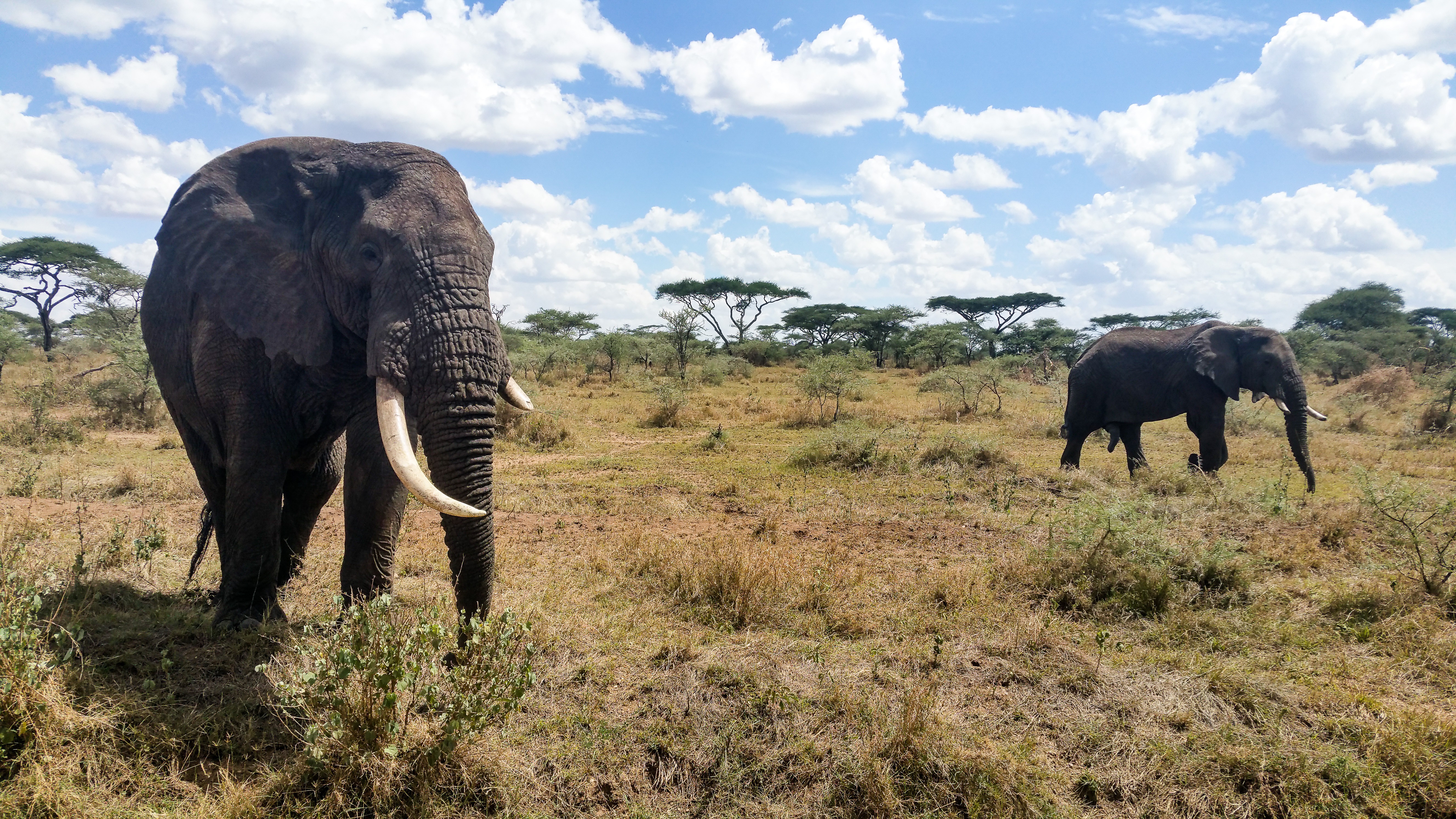 Game drive in Tarangire National Park